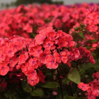 Флокс Spitfire Флокс Spitfire