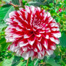 Георгин (Dahlia) Red and White Fubuki