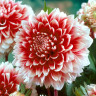 Георгин (Dahlia) Red and White Fubuki