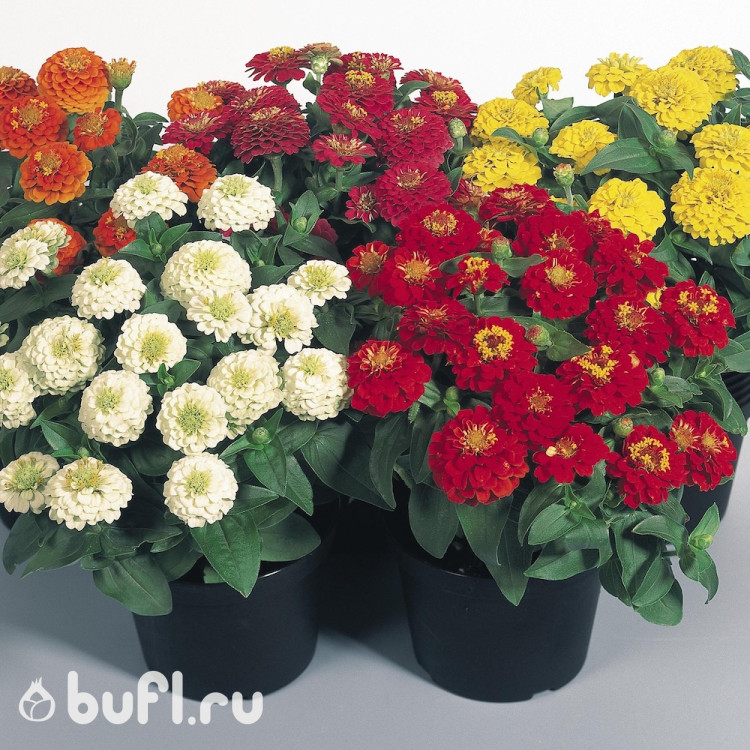 Цинния Zinnita Mix (семена 10 шт.)