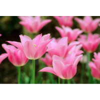 Луковицы тюльпанов Lilyrosa 10 шт.