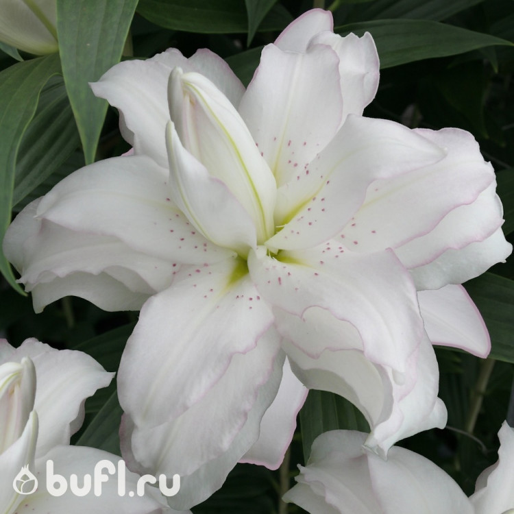 Лилия Lotus Beauty