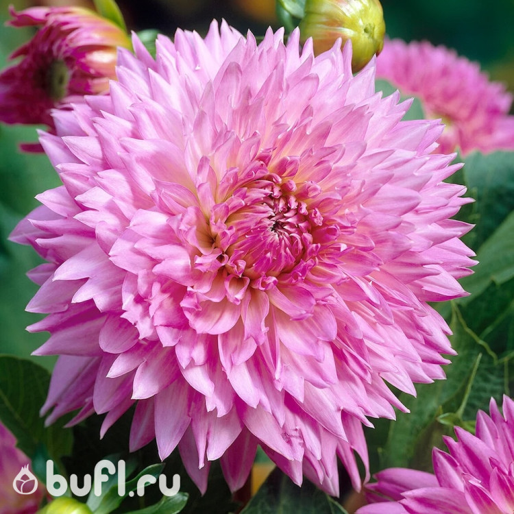 Георгин (Dahlia) Sakura Fubuki