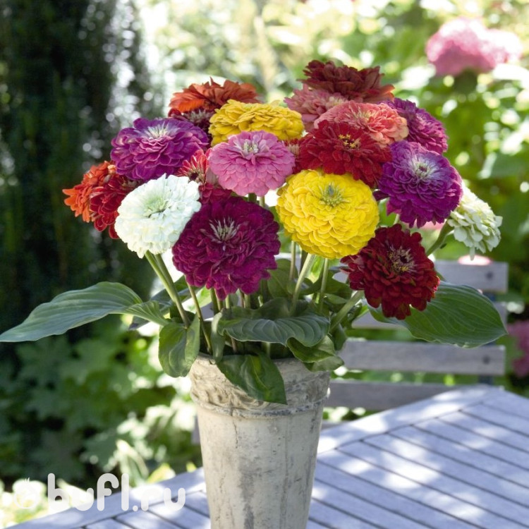 Цинния Benary Giant Mix (семена 10 шт.) Цинния Benary Giant Mix (семена 10 шт.)