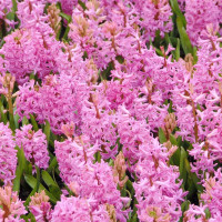 Гиацинт Пинк Перл (Pink Pearl) 3 луковицы
