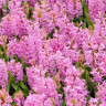 Гиацинт Пинк Перл (Pink Pearl) 3 луковицы Гиацинт Пинк Перл (Pink Pearl) 3 луковицы