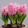 Гиацинт Пинк Перл (Pink Pearl) 3 луковицы Гиацинт Пинк Перл (Pink Pearl) 3 луковицы