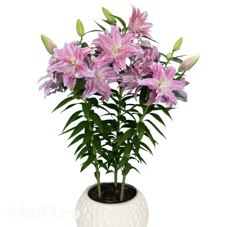 Лилия Roselily Azra