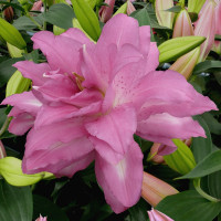 Лилия Lotus Dream