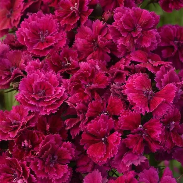 Гвоздика Dynasty Purple (семена 5 шт.)