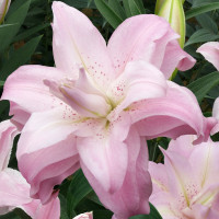 Лилия Lotus Queen Лилия Lotus Queen