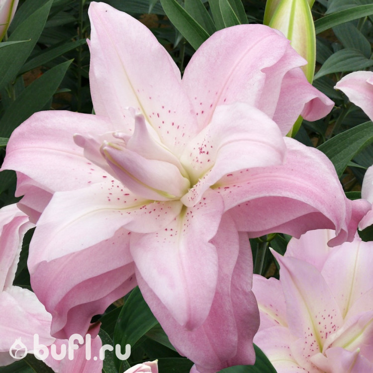 Лилия Lotus Queen