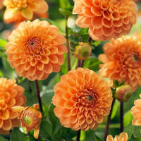 Георгин (Dahlia) Sylvia Георгин (Dahlia) Sylvia