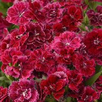 Гвоздика Dynasty Rose Lace (семена 5 шт.)